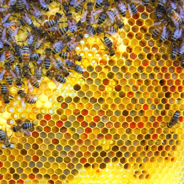 هربی مد | ژل بچه گیری زنبور عسل