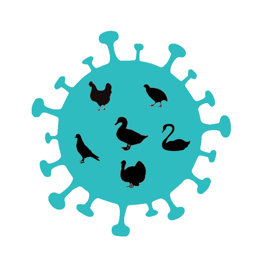 آیا بیماریهای ویروسی مرغ یا ماکیان درمان دارند؟