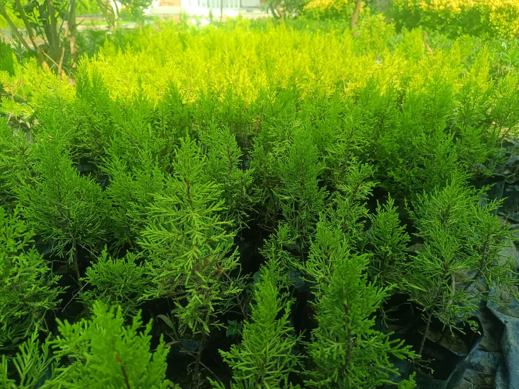 کاج طلایی یا لاوسون