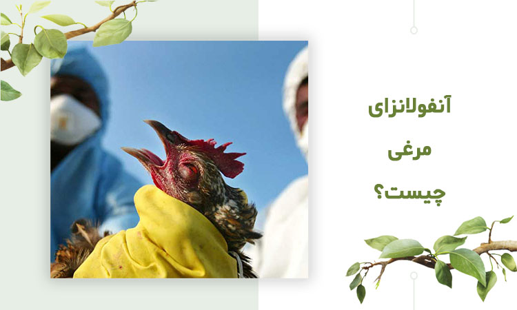 آنفولانزای مرغی چیست؟