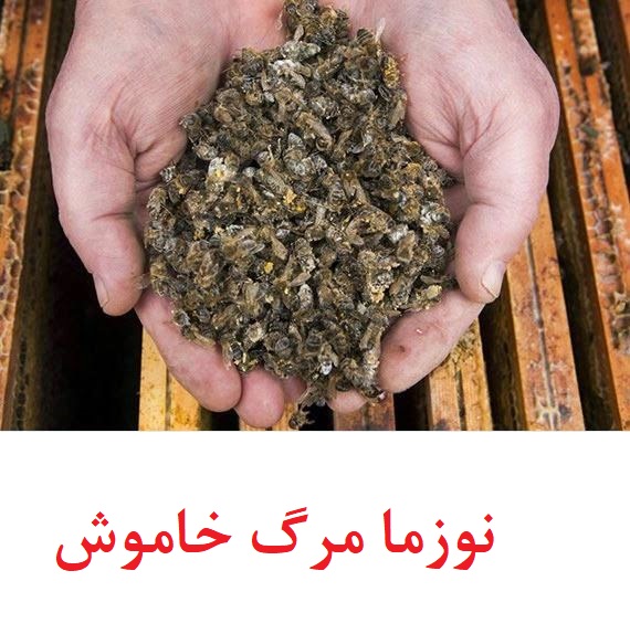 بیماری نوزما زنبور و راه های درمان آن از صفر تا 100