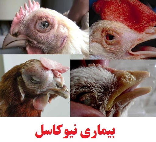 بیماری نیوکاسل (Newcastle  disease)