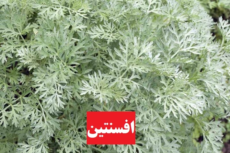 درمان نوزما با افسنتین